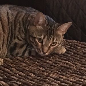 Meet your Posher, Amanda